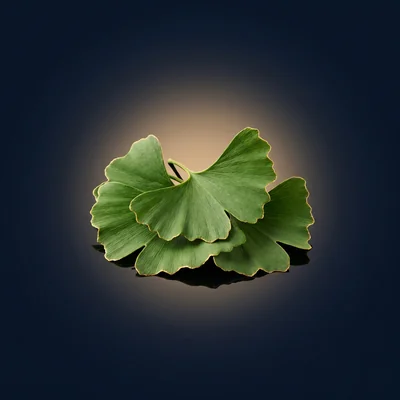 Ginkgo Biloba