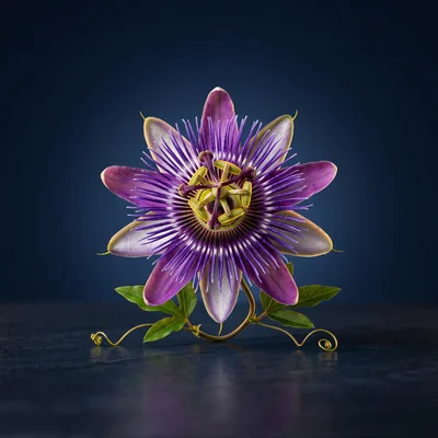 Passionflower Extract